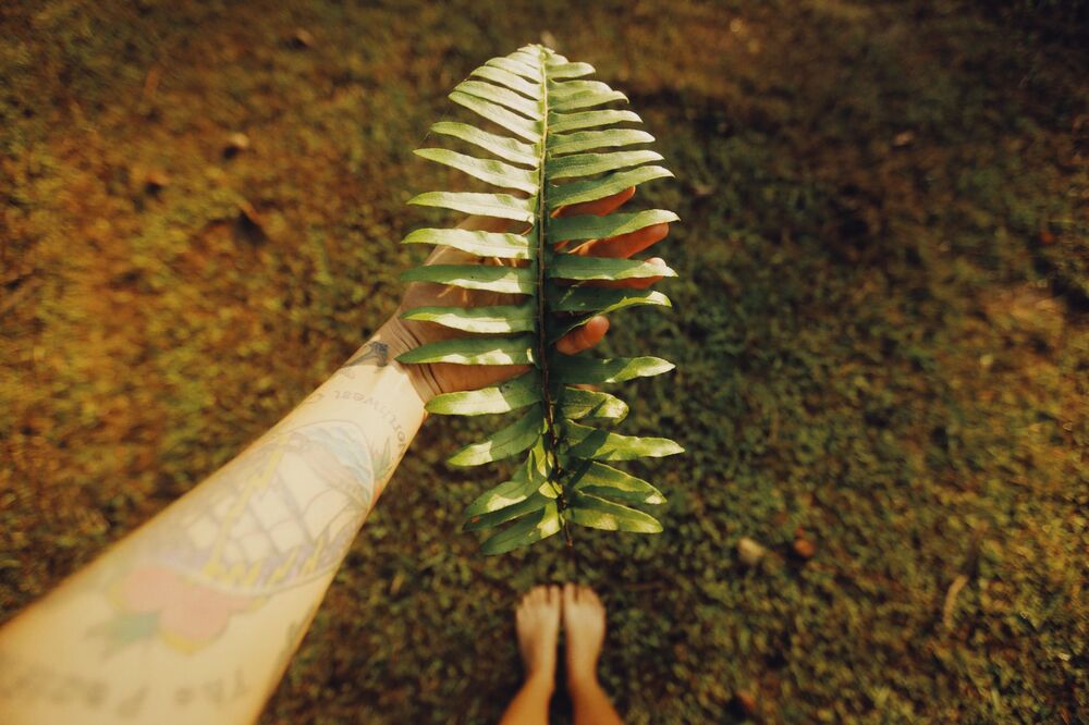 Tattooed hand holding a green fern leaf over the grass