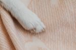 Tatuaje de huella de perro: ideas para recordar a tu mascota