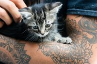 Grey tabby kitten held in heavily tattooed arms