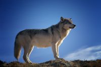 Lobo gris de pie sobre una colina bajo un cielo azul despejado